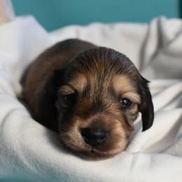 Lil Boy - Cream male Dachshund puppy in Happy Valley, Oregon from Logan’s Lowriders