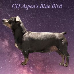 Birdie - Teddy Roosevelt Terrier