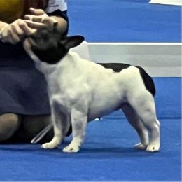 French Bulldog puppies from Peaceful Prayers French Bulldogs
