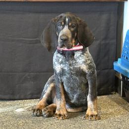 Smoke - Bluetick Coonhound