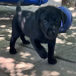 Mr Black - Black male Labrador Retriever puppy in Effingham, South Carolina from Stagecoach Retrievers