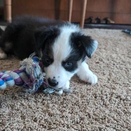 Australian Shepherd Puppies from Blosenski Aussies