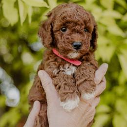 Cinnamon - Red  male Goldendoodle puppy in Patterson, California from Dooling Doodles