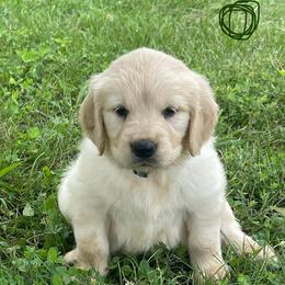Dark green - Light golden female Golden Retriever puppy in Mount Carmel, Tennessee from HS Goldens