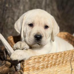 Arwen - Yellow female Labrador Retriever puppy in Isle, Minnesota from Dog Ear Outfitters