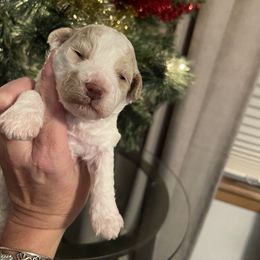 Angel - Parti female Goldendoodle puppy in Home, Pennsylvania from Plum Creek Acres Next Generation