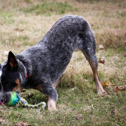 Australian Cattle Dog puppies from Outline Australian Cattle Dogs
