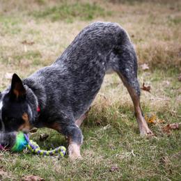 Australian Cattle Dog puppies from Outline Australian Cattle Dogs