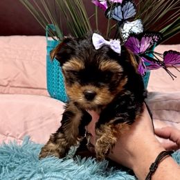 Girl 1 - Blue and gold female Yorkshire Terrier puppy in Milton, Florida from Sassenach Yorkie Kennels