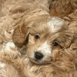Simon - Cream male Goldendoodle puppy in Maineville, Ohio from Danielle's Doodles