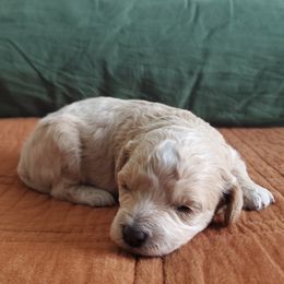 Cavapoo Puppies from Good Shepherd Homestead
