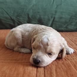 Cavapoo Puppies from Good Shepherd Homestead