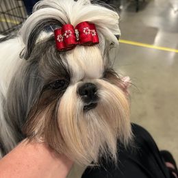 Harmony - Shih Tzu
