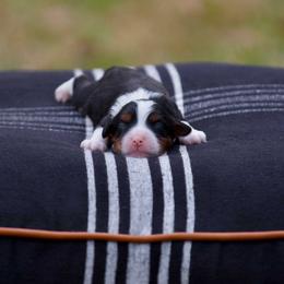 Magazine - Tri-color female Bernedoodle puppy in Denham Springs, Louisiana from GimiPup Doodles