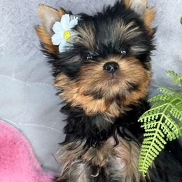 Kira - Black and tan female Yorkshire Terrier puppy in California from Yorkie & Maltese Royalty