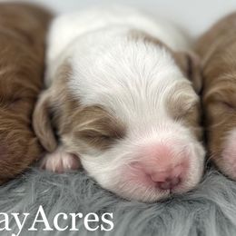 F1b Mini Girl 2 - Parti female Goldendoodle puppy in Milford, Indiana from Railway Acres Kennel