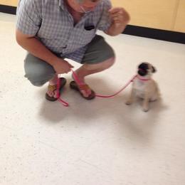 Pug Puppies from Pickwick Pugs