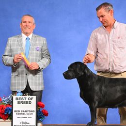 Nelli - Labrador Retriever