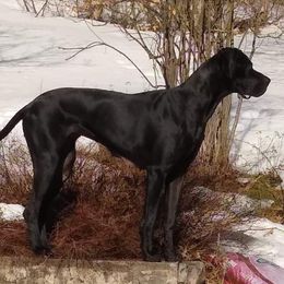 Freya - Great Dane