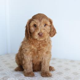 Gram - Caramel red male Australian Labradoodle puppy in Williamstown, New York from Lewis Manor Labradoodles