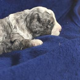 Mistletoe - Blue merle male Sheepadoodle puppy in Atlanta, Georgia from RockaDoodles