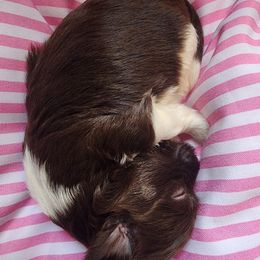 Havanese Puppies from Sweet Southern Havanese