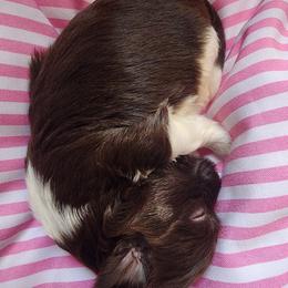 Havanese Puppies from Sweet Southern Havanese