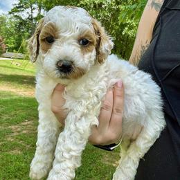 Star - Apricot female Goldendoodle puppy in Gastonia, North Carolina from Crowders Creek Doodles