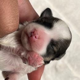 Tempo - Parti male Miniature Schnauzer puppy in Menifee, California from Moonshine’s Minis