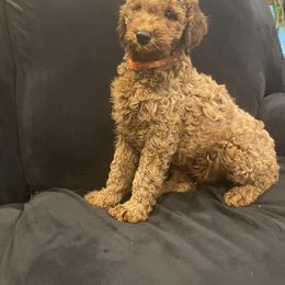 Poodle Puppies from Shamrock’s Poodles