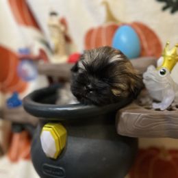 Shih Tzu Puppies from Lavender Lane Tzus