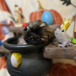 Shih Tzu Puppies from Lavender Lane Tzus