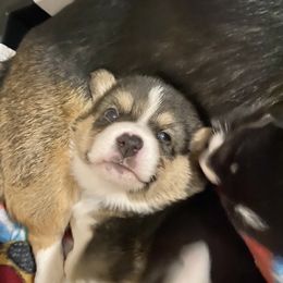 Winston - American Corgi puppy in Pace, Florida from Faith Farm