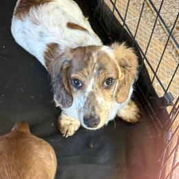 Lucky - Piebald male Dachshund puppy in Lakecreek, Oregon from Forever Doxie