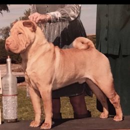 Chinese Shar-Pei Puppies from Willo Shar-Pei