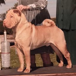 Chinese Shar-Pei Puppies from Willo Shar-Pei