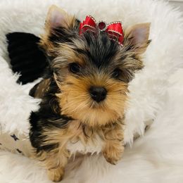Yorkshire Terrier Puppies from Green Mountain Designer Yorkies