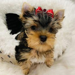 Yorkshire Terrier Puppies from Green Mountain Designer Yorkies