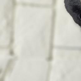 Labrador Retriever Puppies from Eternity Labradors