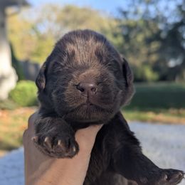 Gray Girl - Beige female Newfoundland puppy in Independence, Missouri from K & L Ranch