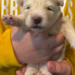 Boy 1 - male Nenets Herding Laika puppy in Rockville, Maryland from Skais the Limit