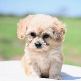 Char - Cream female Cavapoo puppy in Lawton, Oklahoma from Lindsey’s Cavies