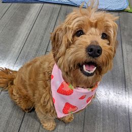 Harper - Goldendoodle