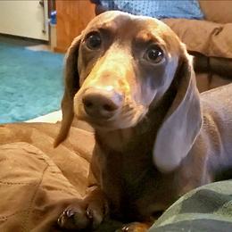 Rio - Dachshund
