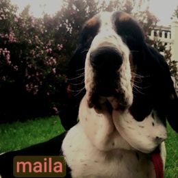 Maila - Basset Hound