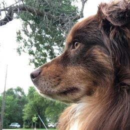 Miniature American Shepherds from Whitney's Pups