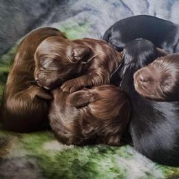 Cocker Spaniel Puppies from Top Notch Sporting Dogs