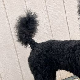 Poodles from Cowgirls Standard Poodles