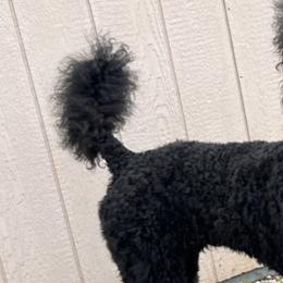 Poodles from Cowgirls Standard Poodles