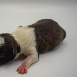 Popsicle - Brindle and white female Boston Terrier puppy in Youngstown, Pennsylvania from Kingston Boston Terriers